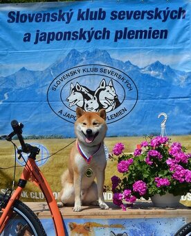 Shiba   s PP / FCI / - 7