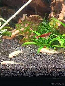 Ancitrus Long fin+SP - 7