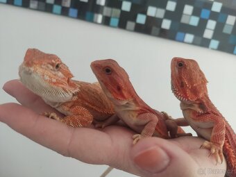 Agama vousatá - mláďata z vlastního chovu - 7