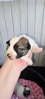 Jack Russell terrier - 7