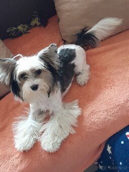 Jorkšír Biewer teriér - 7