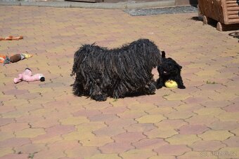 PULI - štěňata hledají nový domov - 7