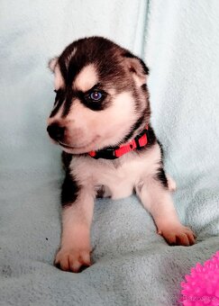 Sibiřský husky štěňata - 7