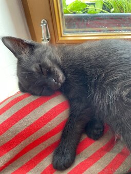 Jsme tři malí kočičí kluci, experti na mazlení 🐾🐈⬛ - 7