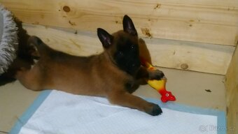 Belgický ovčák malinois odběr od 20.10-30.10.2025 - 7