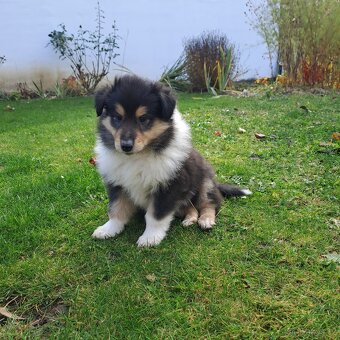 Kolie dlouhosrstá štěňata s PP - 7