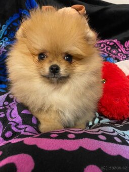 Pomeranian TOP fenečka a pejsek - 7