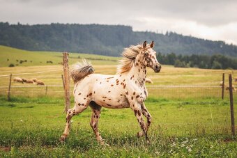 Nádherná klisna sportovního knabstruppera - 7