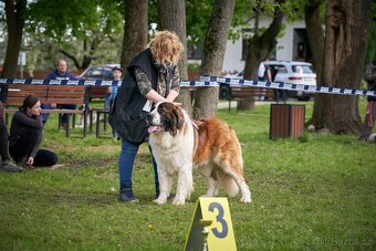 Moskevský strážní pes s PP FCI. - 7