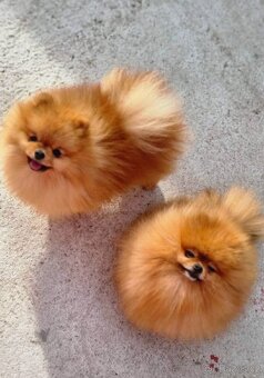 Pomeranian Mini - 7