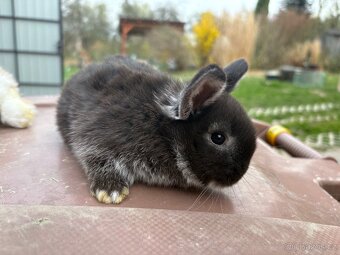 Zakrslý beránek - 7