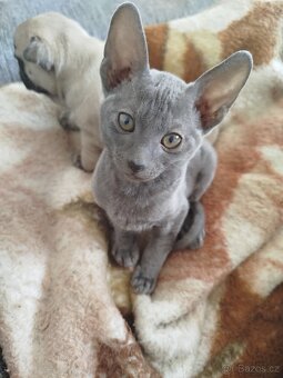 Cornish rex koťátko - 7