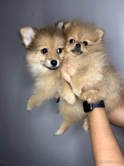 Štěňátka pomeranian bez PP - 7