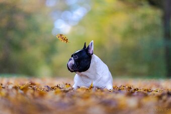 Francouzský buldoček s PP ( FCI ) - 7