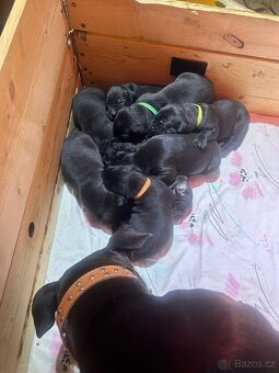 Štěňata - Americký stafordšírský teriér bez PP - 7