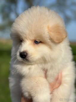 Pomsky / Pomeranian / Husky - 7