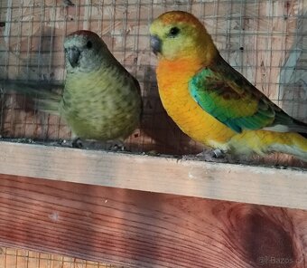 Papoušek zpěvavý - 7