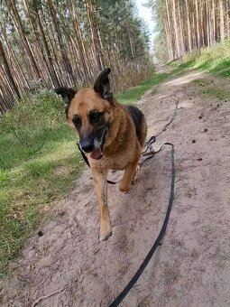 ROXY K ADOPCI - vděčná, nenáročná seniorka - 7