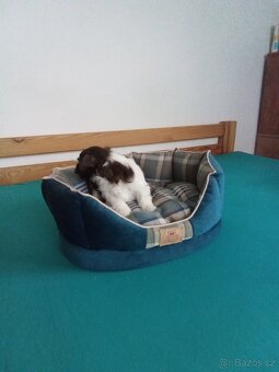 Jorkšírský teriér - 7