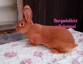 BURGUNDSKÝ králík s PP - SAMEČCI A SAMIČKY ⭐️⭐️⭐️ - 7