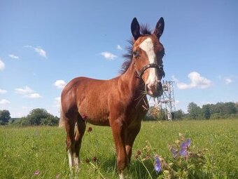 Roční hřebeček QH x Appaloosa - 7