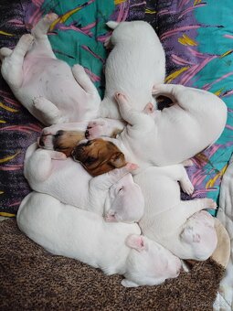Jack Russell Teriér - štěňátka - 7