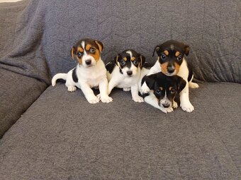 Jack Russell - 7