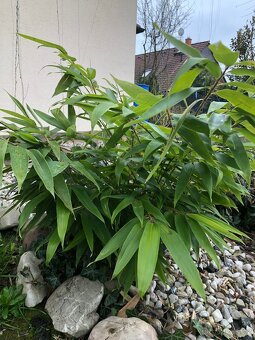 Bambus Fargesie - Semena - 7