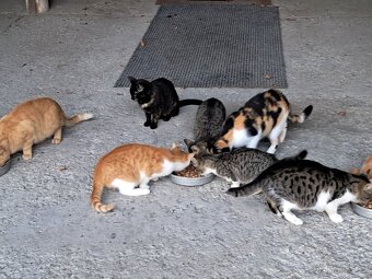 Daruji kocourky a kočičku - 7