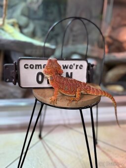 Agama vousatá SAMIČKA - 7