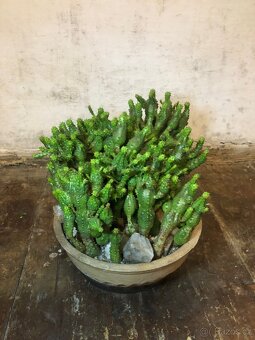 Řízky pokojových rostlin - 7