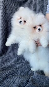 Pomeranian puppies for sale - 7
