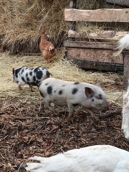 Gottingenská mini-prasátka - 7