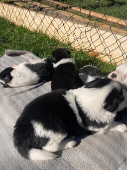 Štěňata border kolie - 7