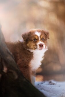 Prodej štěněte Australského ovčáka - 7