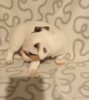Jack Russell teriér - 7