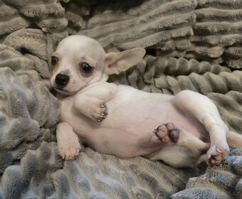 Čivava - štěňátka - 7