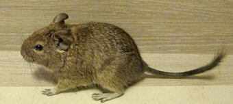 Osmák Degu - mláďata - 7