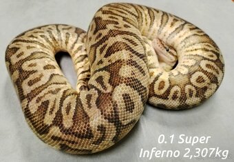 Krajta královská subadult a adult - 7