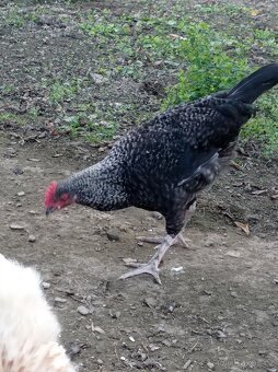Letošní kohoutci - 7