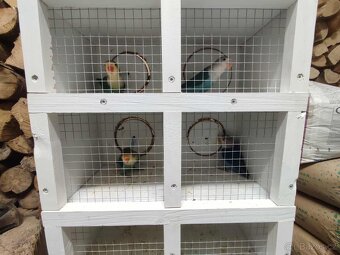 Agapornis ficheri - 7