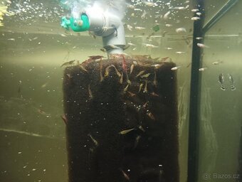 Prodej s vlastního chovu - 7