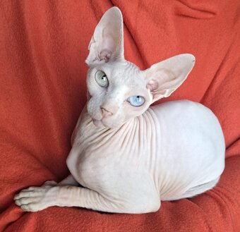 Kanadský sphynx s pp - 7