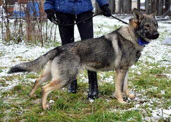 BOLEK K ADOPCI - 1,5 ROKU, PŘÁTELSKÝ,KONTAKTNÍ,HRAVÝ - 7