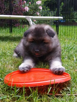 Vlčí špic / Keeshond - 7