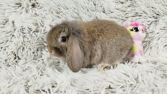 Zakrslý beránek,, králíček, králík - MEDA - 7