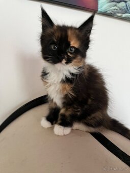 Maine coon s PP - 7