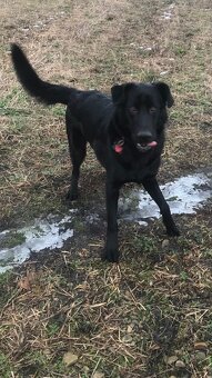 Labrador s Německým ovčákem - 7