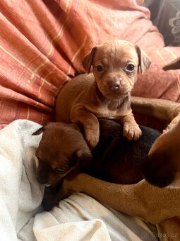 Trpasličí pinč - 7