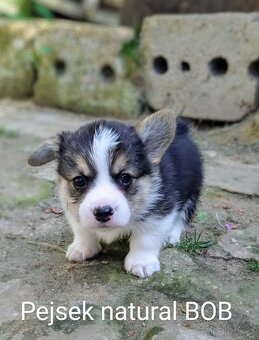 Welsh Corgi Pembroke, s PP FCI, NATURAL BOB - 7
